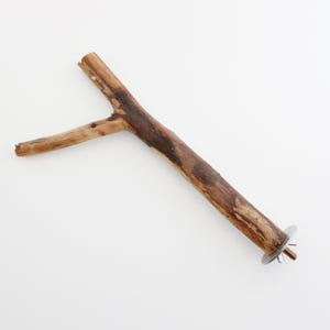 Rustic Forked Cottonwood Bird Perch – 11" – Natural, Untreated Wood for Medium Birds
