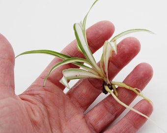 Planta araña blanca variegada, segura para loros – 1 plantita enraizada / Plantas vivas seguras para aves / Plantas pequeñas para principiantes