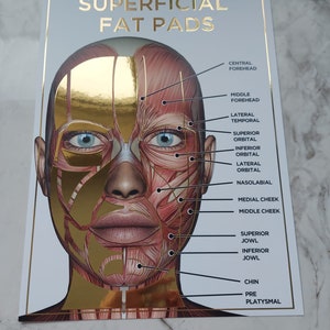 Raised Foil Facial Anatomy A3 Poster FAT PADS