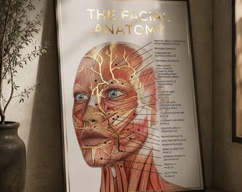 May include: A framed wall art print titled THE FACIAL ANATOMY featuring a detailed illustration of human facial muscles in red and pink tones, overlaid with gold metallic nerve pathways and black text labels identifying specific muscle groups.