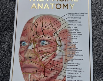 Relief Foil Gesichtsmuskulatur Anatomisch Poster