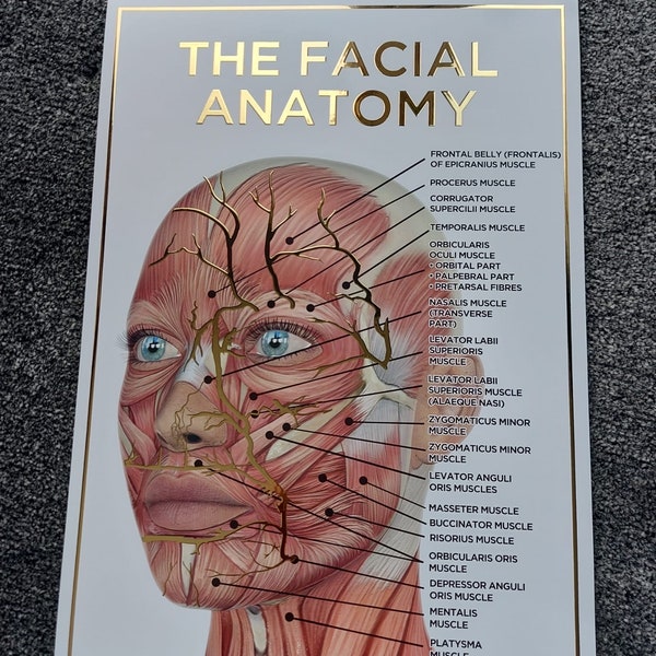 Raised Foiled Facial Muscle Anatomy Poster