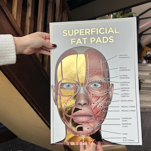 Póster de anatomía facial en relieve A3 ALMOHADILLAS DE GRASA