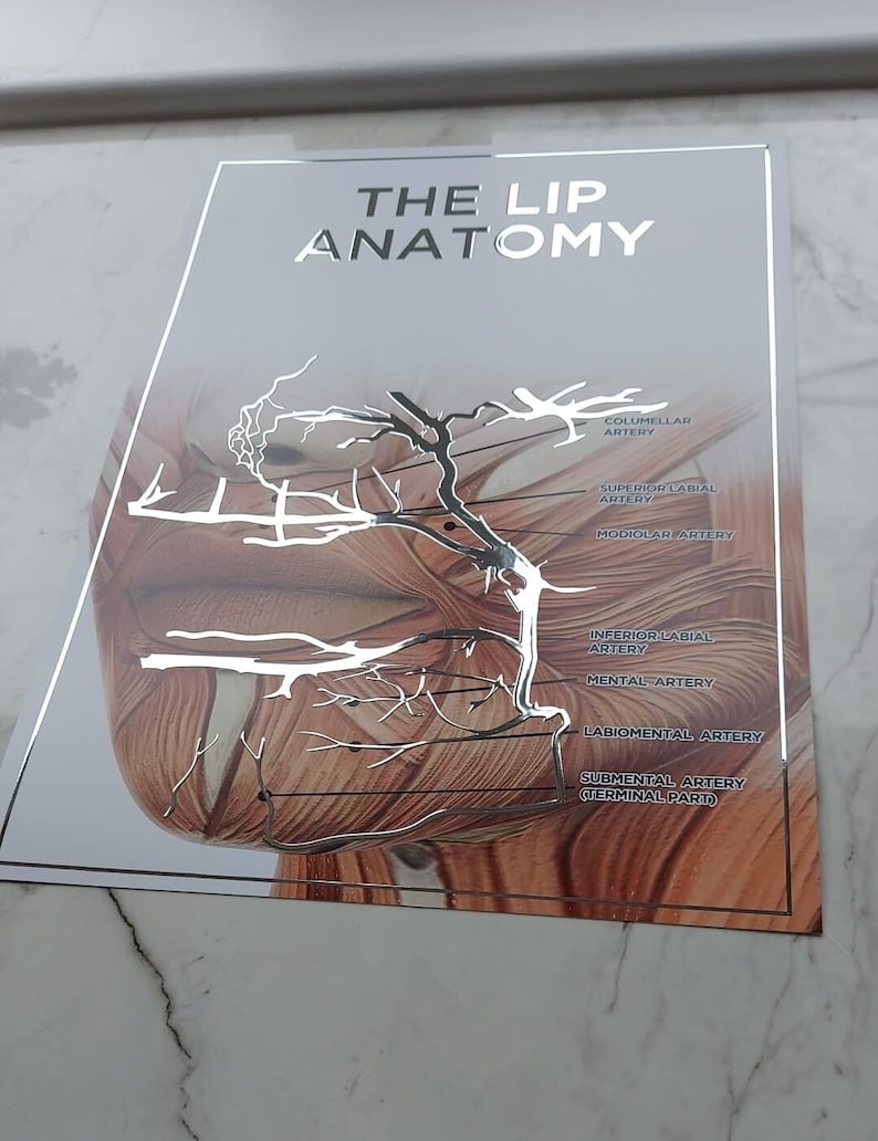 Raised Foiled Lip Anatomy Poster Etsy