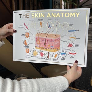 Póster de anatomía de la piel en relieve tamaño A3