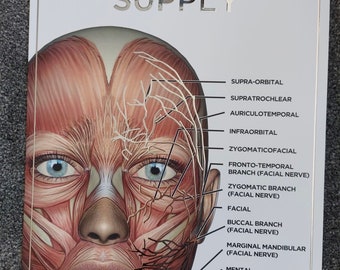 Raised Foiled Facial Anatomy Poster NERVE SUPPLY