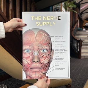 Póster de anatomía facial en relieve tamaño A3 con información sobre la irrigación nerviosa
