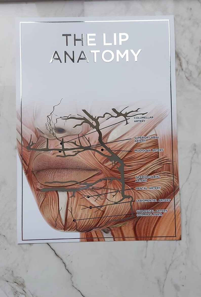Raised Foiled Lip Anatomy Poster Etsy