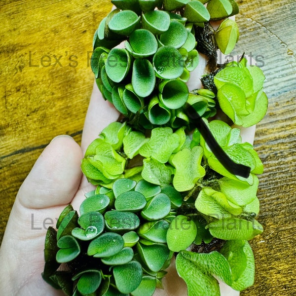 Floating Plant Pack - Natans and Salvinia Cucullata - Live, aquatic floating plants for aquariums and ponds. Grown indoors/No snails.