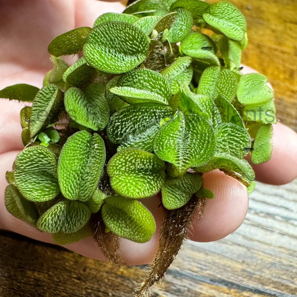 Salvinia Minima/Water Spangles - Live aquatic floating plant for aquariums or ponds. Grown indoors without any type of snails.