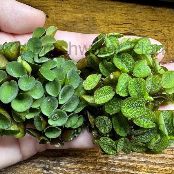 Floating Plant Pack - Salvinia Minima and Salvinia Cucullata - Live, aquatic floating plants for aquariums and ponds.