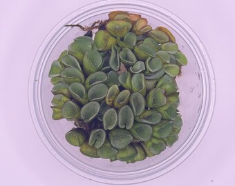 Salvinia Cucullata - Aquatic plant for aquariums or ponds