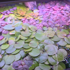 Amazon Frogbit -  Live Aquarium Plant