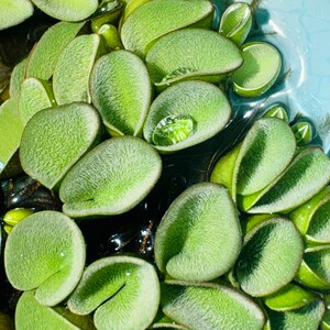 Salvinia Cucullata - Live, aquatic floating fern for aquariums, ponds, and aquatic life - Beautiful floating plant.