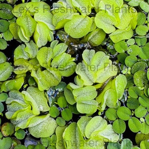 Salvinia Natans - Live aquatic plant for aquariums, ponds, and aquatic life. Grown indoors without any type of snails.