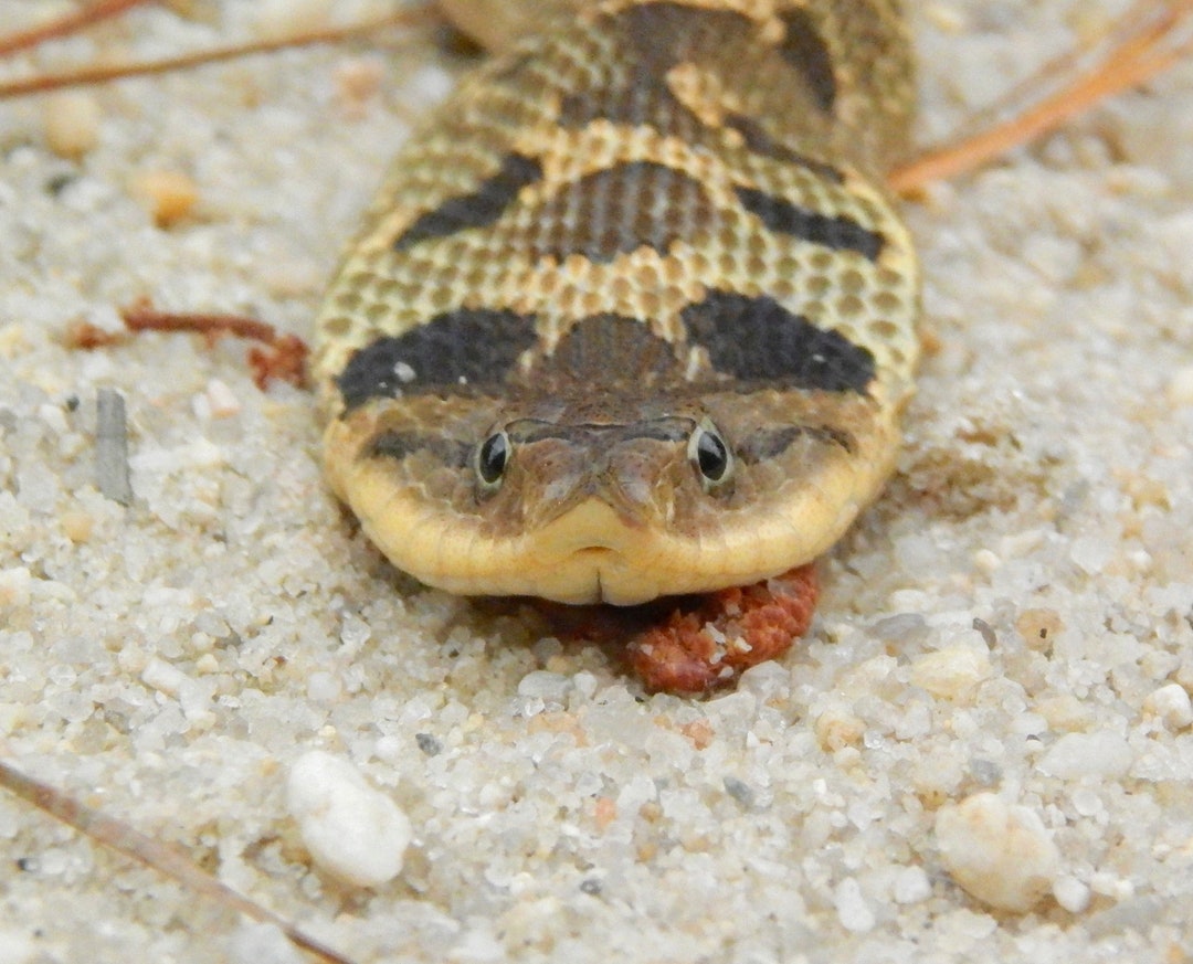 Printable Eastern Hognose Snake Digital Print New Jersey - Etsy