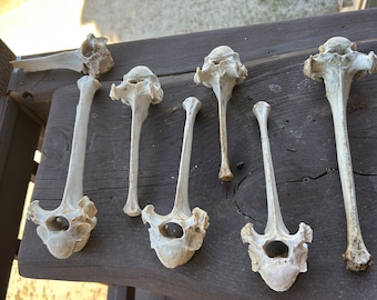 Bones#vertebrea#airplant#witchcraft#curio#decor