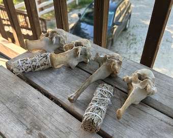 Bones taxidermy curio oddity witchcraft airplant decor candle