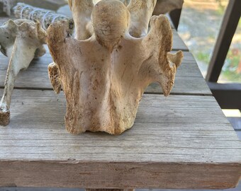 Bones witchcraft taxidermy gothic airplant decor curio oddity