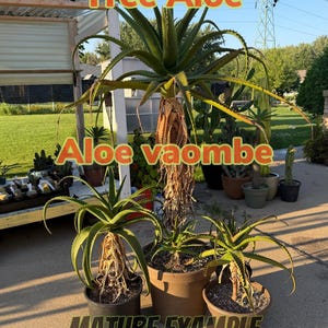 Aloe vaombe - Rare arborescent Aloe from Madagascar - 1 year old seedlings