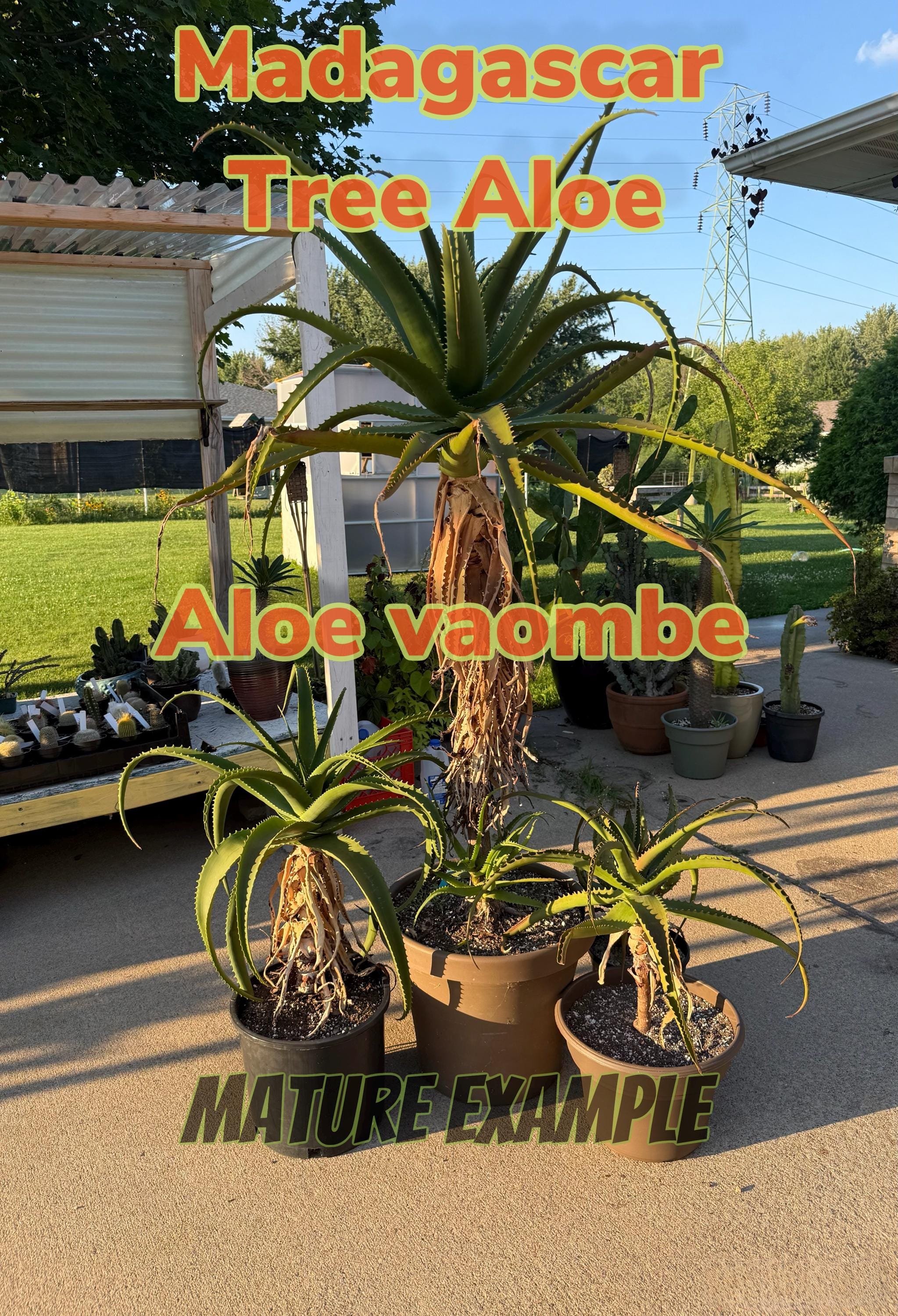 Aloe hercules plant - Etsy 日本