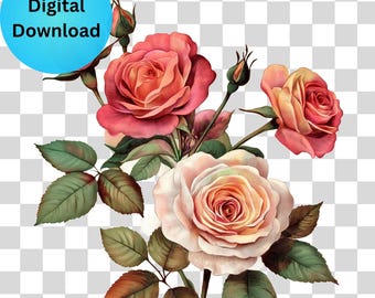 Vintage Rose Clipart: Hand-Drawn Floral PNG (Digital Download)