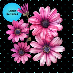 Pink Daisy Clipart: Gerber Flower PNG for Sublimation (Digital Download)