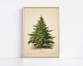 VINTAGE CHRISTMAS TREE, Pine Tree Vintage Print, Botanical Winter Art, Holiday Decor, Moody Neutral Holiday Art, Tree Wall Decor, CH8