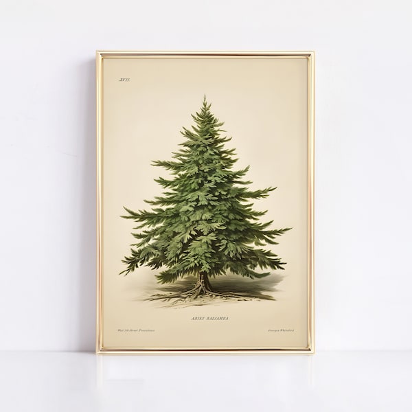 VINTAGE CHRISTMAS TREE, Pine Tree Vintage Print, Botanical Winter Art, Holiday Decor, Moody Neutral Holiday Art, Tree Wall Decor, CH8