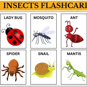 Insects Flashcards, Bugs, Science, Biology, School, Daycare, Field trip, Learning, Education