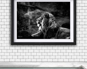 Black and White Lion Photography Print: African Wildlife Art