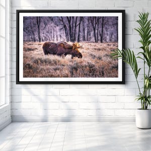 Bull Moose Print , Grand Teton National Park Wall Decor, Wyoming Art, Rustic Home Decor