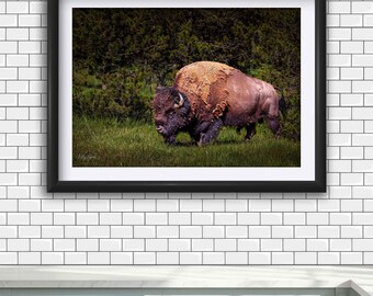 American Bison Canvas Print: Yellowstone Wildlife Photography Wall Art