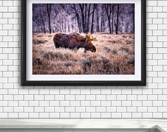 Print met stierenelanden, muurdecoratie Grand Teton National Park, rustieke kunst