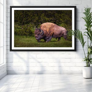 American Bison Canvas Print: Yellowstone Wildlife Photography Wall Art