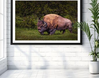 American Buffalo Canvas Art Print, Bison Wall Decor, Wildlife Photography, Rustic Home and Office Art Print