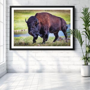 American Buffalo Canvas Art, Bison Wall Decor, Wildlife Photography Print for Home & Office, Rustic Landscape, Nature-Inspired Artwork