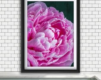 Pink Peony Photography Print: Floral Wall Art for Mom, Grandma