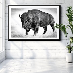 American Buffalo Canvas Art Print: Black and White Bison Print