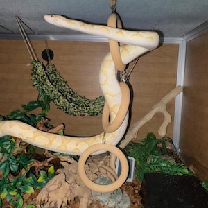 Snake Enrichment Climbing Rings - ball python, corn snake, rat snake, snake climbing toy, snake enclosure decor