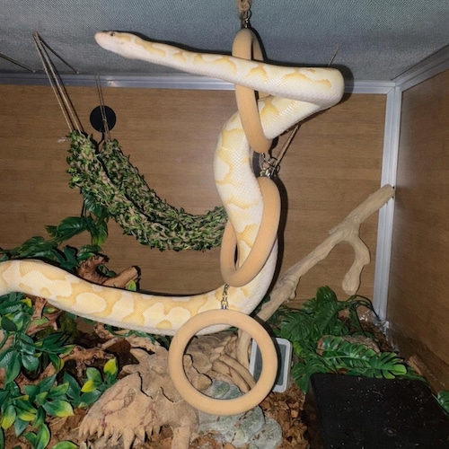 Snake Enrichment Climbing Rings - ball python, corn snake, rat snake, snake climbing toy, snake enclosure decor