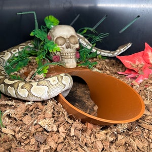 May include: A white and brown snake curled up in a terrarium with a skull decoration, green plants, and a brown hide.
