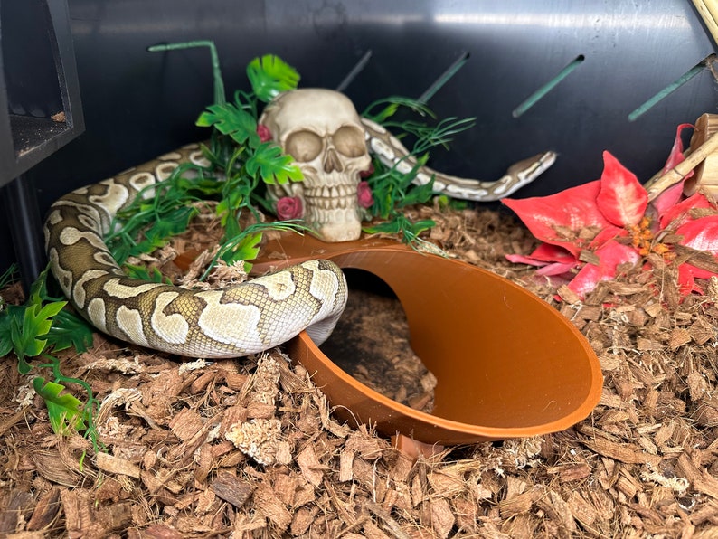 May include: A white and brown snake curled up in a terrarium with a skull decoration, green plants, and a brown hide.