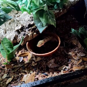 Burrow Buddy Snake Hide - Large Size I Ball Python Hide, Hide for Larger Snakes image 4