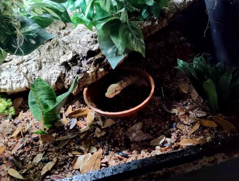 Burrow Buddy Snake Hide - Large Size I Ball Python Hide, Hide for Larger Snakes image 4