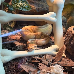 Snake Climbing Bone Ladder l snake enrichment