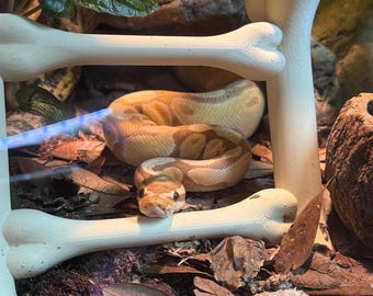 Snake Climbing Bone Ladder l snake enrichment