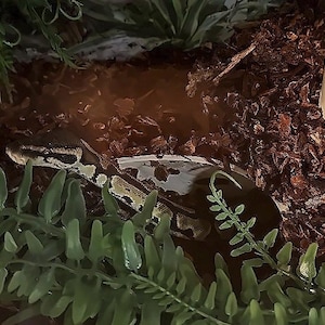 Burrow Buddy Snake Hide - Large Size I Ball Python Hide, Hide for Larger Snakes image 8