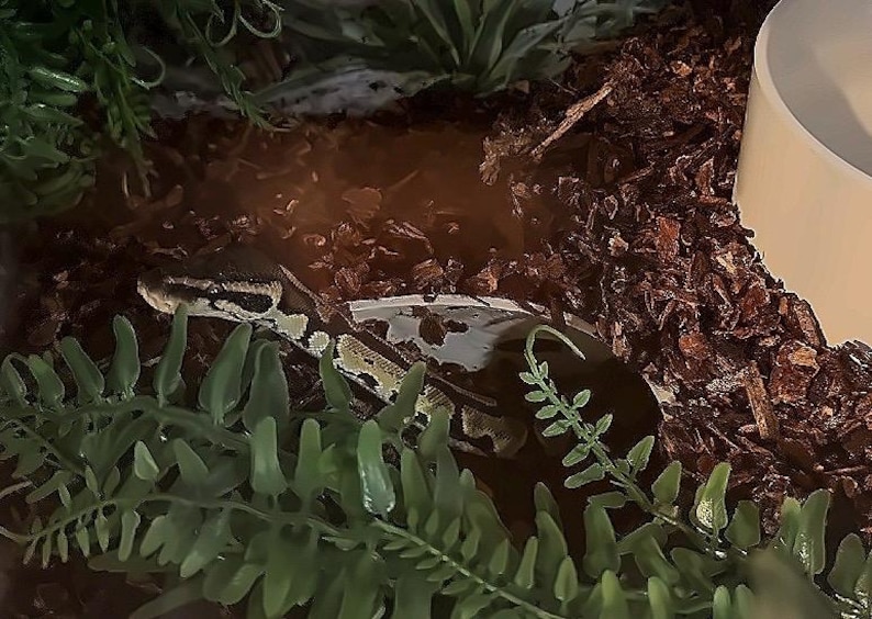 Burrow Buddy Snake Hide - Large Size I Ball Python Hide, Hide for Larger Snakes image 8