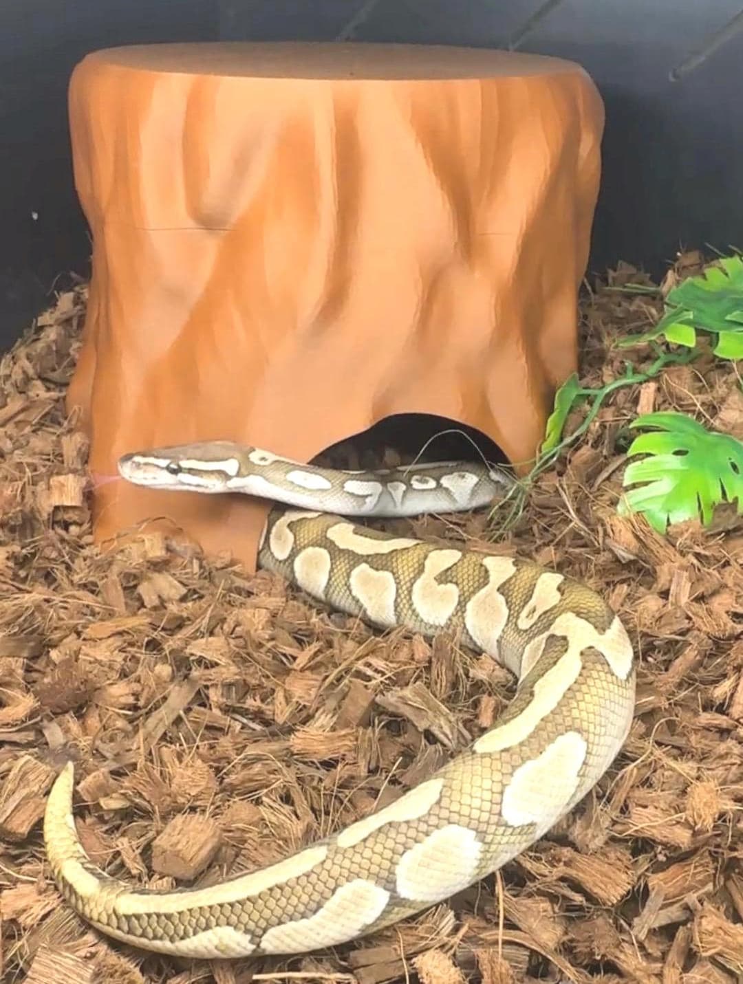 Tree Trunk Humid Hide L Snake Hide, Ball Python Hide, Hognose Hide ...